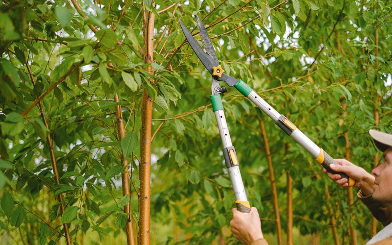 Tree trimming in Township Of Washington, NJ